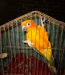 Sun conur (Male)